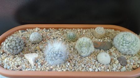 Grup de 8 Mammillaria; M. candida    
M. schumannii v. globosa
M. aureilanata
M. laui v. flavispina
M. lasiacantha
M. duwei
M. guelzowiana
M. lasiacantha v. denudata
