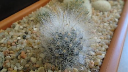 Mammillaria guelzowiana