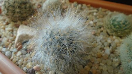 Mammillaria guelzowiana