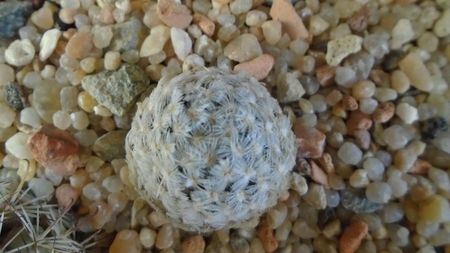 Mammillaria duwei