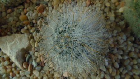 Mammillaria guelzowiana