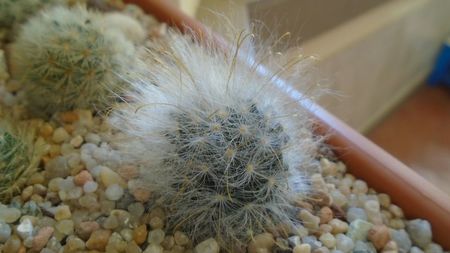 Mammillaria guelzowiana