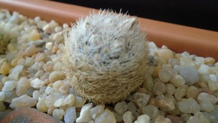 Mammillaria lasiacantha v. denudata