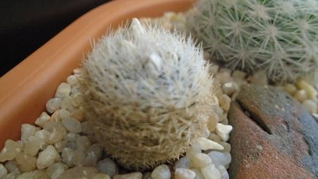 Mammillaria lasiacantha v. denudata