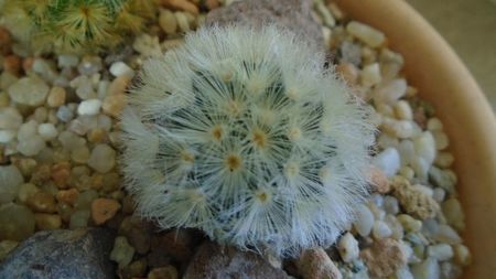 Mammillaria carmenae