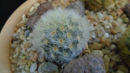 Mammillaria carmenae