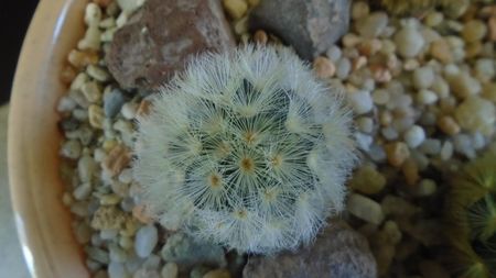 Mammillaria carmenae