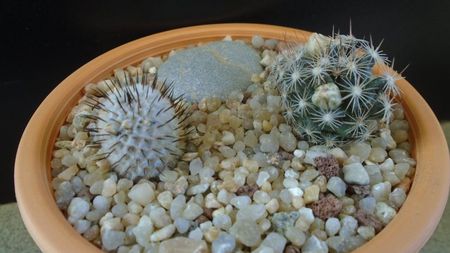 Mammillaria coahuilensis ssp. albiarmata & Mammillaria perezdelarosae ssp. andersoniana