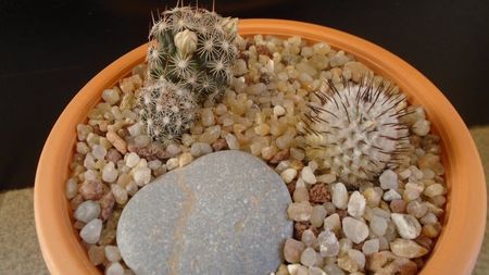 Mammillaria coahuilensis ssp. albiarmata & Mammillaria perezdelarosae ssp. andersoniana