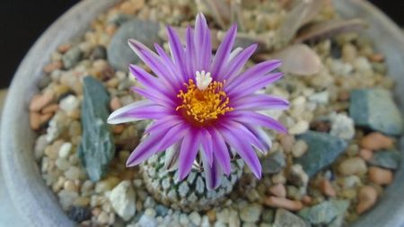 Turbinicarpus pseudopectinatus