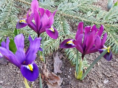 Irisi reticulata Purple Hill si Blue Hill