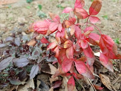 Nandina