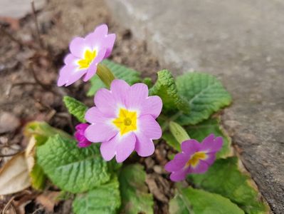 Primula