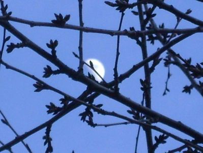 Luna in crestere in Rac; 4 mart. 2020
