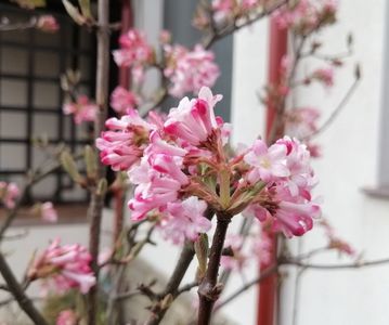 viburnum bodnantense