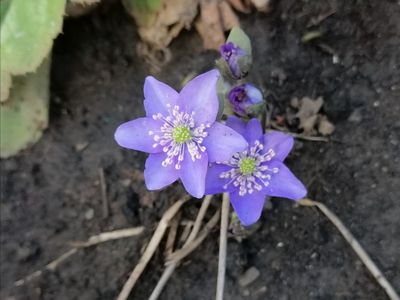 Hepatica nobilis..cu flori mult mai putine