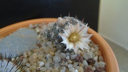 Mammillaria coahuilensis ssp. albiarmata