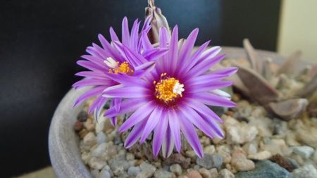 8 mart. 2020: Turbinicarpus pseudopectinatus