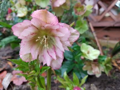 Double Ellen Pink Anthsis