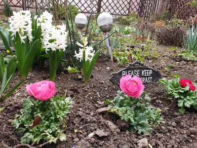 White Pearl si Ranunculus