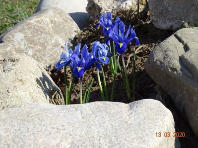 iris reticulata Alida