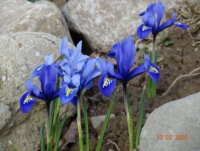 iris reticulata Alida