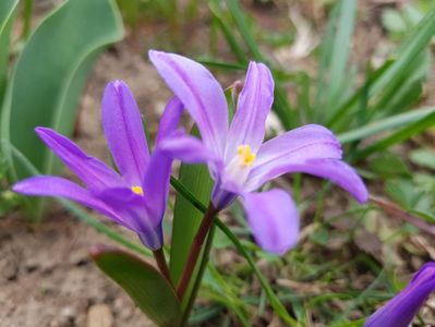 Chinodoxa lucilae violet