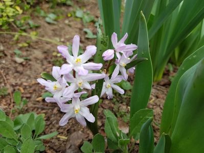 Chinodoxa Pink Giant