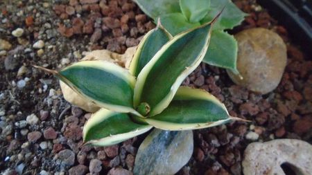 Agave lophantha quadricolor; replantate in 29 febr. 2020
