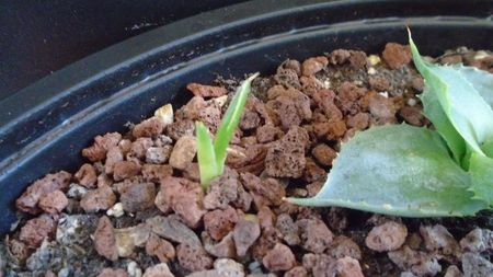 Agave victoriae-reginae; replantate in 29 febr. 2020
