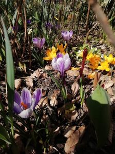 Crocus King of the Striped