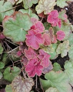 17 03, heuchera