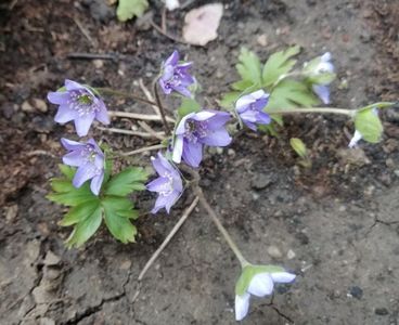 Hepatica nobilis