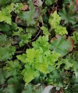 heuchera