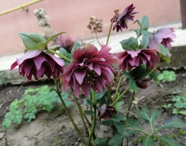 17 03,Helleborus Double Ellen Red