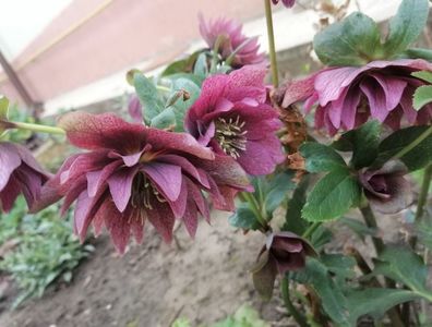 Helleborus Double Ellen Red