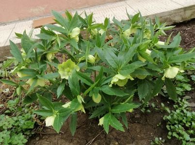 Helleborus Yellow Lady