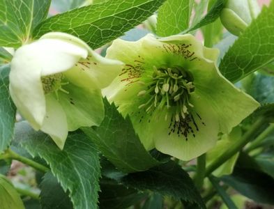 Helleborus Yellow Lady