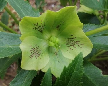 Helleborus Yellow Lady