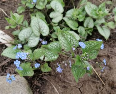 brunnera jack frost