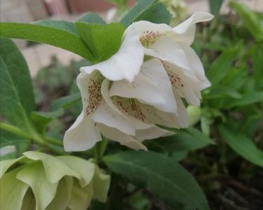 helleborus double ellen white spotted