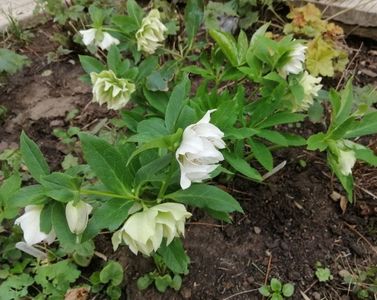 helleborus double ellen white spotted