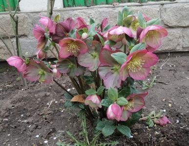 Helleborus Ice N Roses Rose