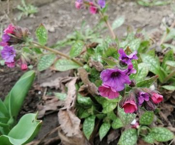 Pulmonaria-Victorian-Brooch