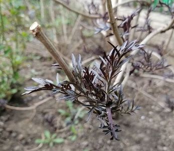 Sambucus nigra Black Lace