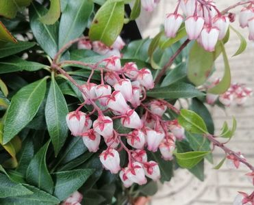 pieris japonica katsura