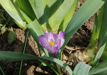 crocus king of the striped