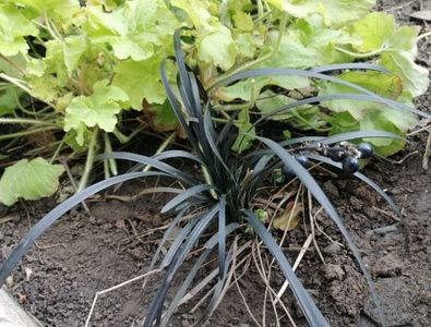 ophiopogon planiscarpus nigrescens