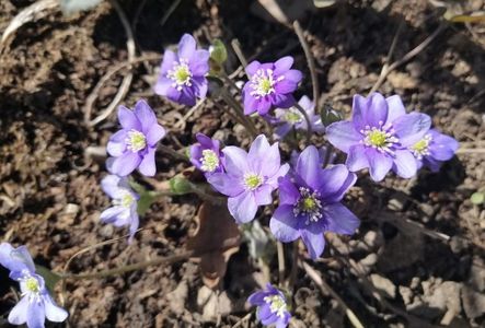 hepatica americana