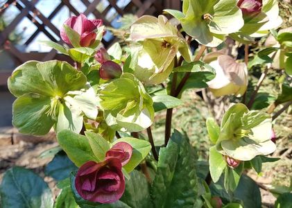 Helleborus Rosetta